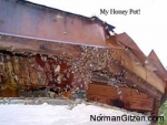 bee-hive-honeypot