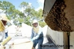 bee-hive