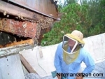 bee-hunt