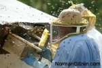 bee-scraping