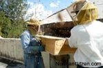 bees-in-the-roof