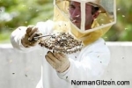 full-scoop-of-bees