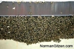 lots-of-bees