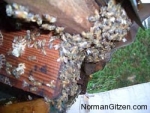 thousands-of-bees